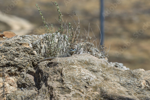 Stellio lizard on a stone