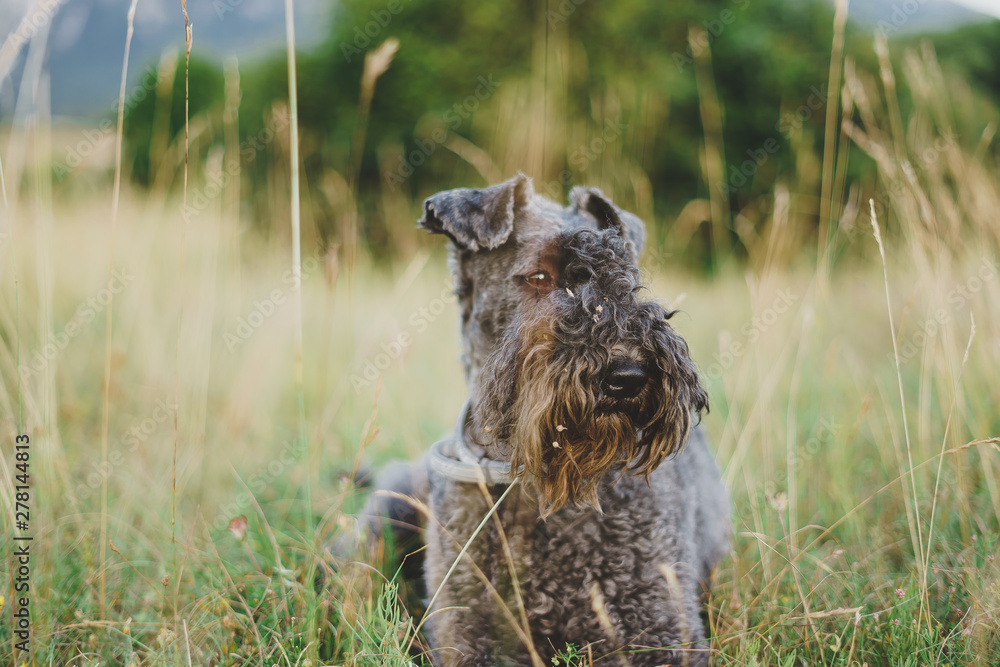 Kerry blue terrier stesa nell'erba - obrazy, fototapety, plakaty 