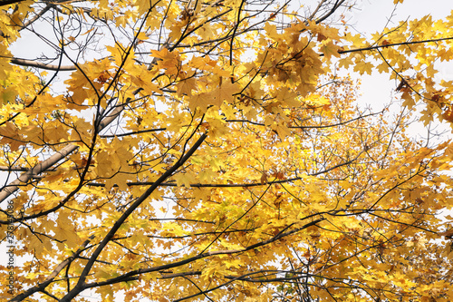 Maple trees with yellow leaves in autumn season with sky on the background.