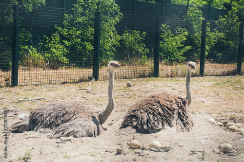 Ostriches in safari   Italy. Ostriches hatch the eggs.