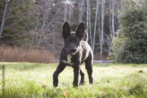 Black puppy with large ears standing and half raising one paw in grass field with wood background outside on sunny day
