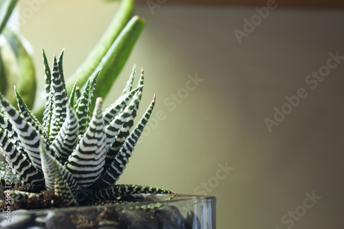 Close up zebra plant succulent with copy space and aloe vera in background
