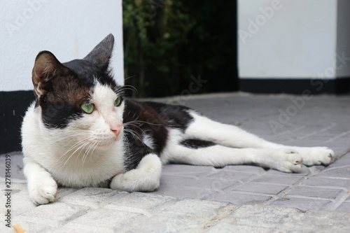 Fototapeta Naklejka Na Ścianę i Meble -  Black and White Cat Lying on the Floor