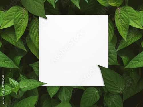 Frame and layout Green leaves pattern background, Natural background © oum