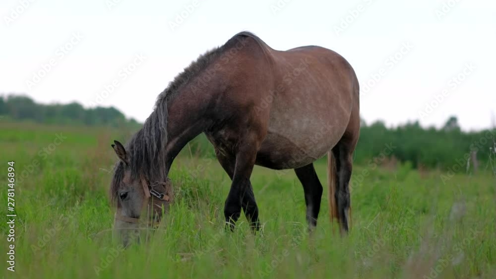 Adult Pregnant Horse grazing in nature. 4k uhd. Concept of animal husbandry. Adult Pregnant Horse grazing in nature. 4k uhd. Concept of animal husbandry.