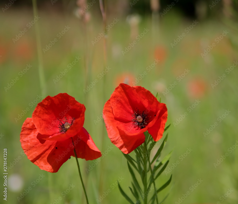 red poppy in field, close up