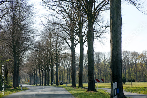 Empty road with trees Driving from Olfen to Dorsten road tripp backgrounds wallpapers in high quality fine art prints. photo