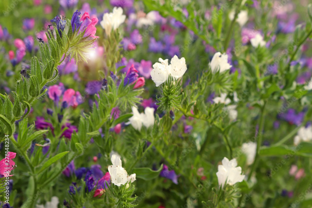 wildflower meadow with blue, pink and white flowers wildflower meadow with blue, pink and white flowers
