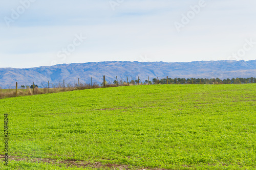 landscape with clover crop for fodder and mountains