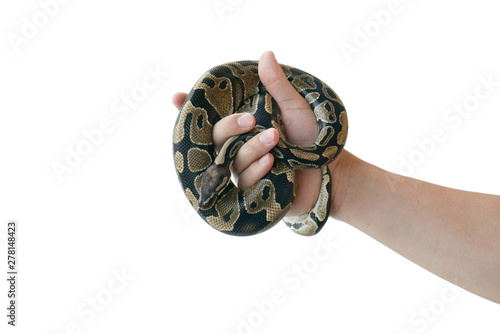 The image of the royal or ball python on the hand of man