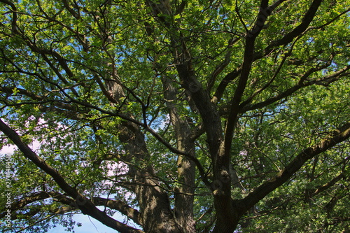 Giant oak tree in the park "Obora" near Hukvaldy in Czech republic