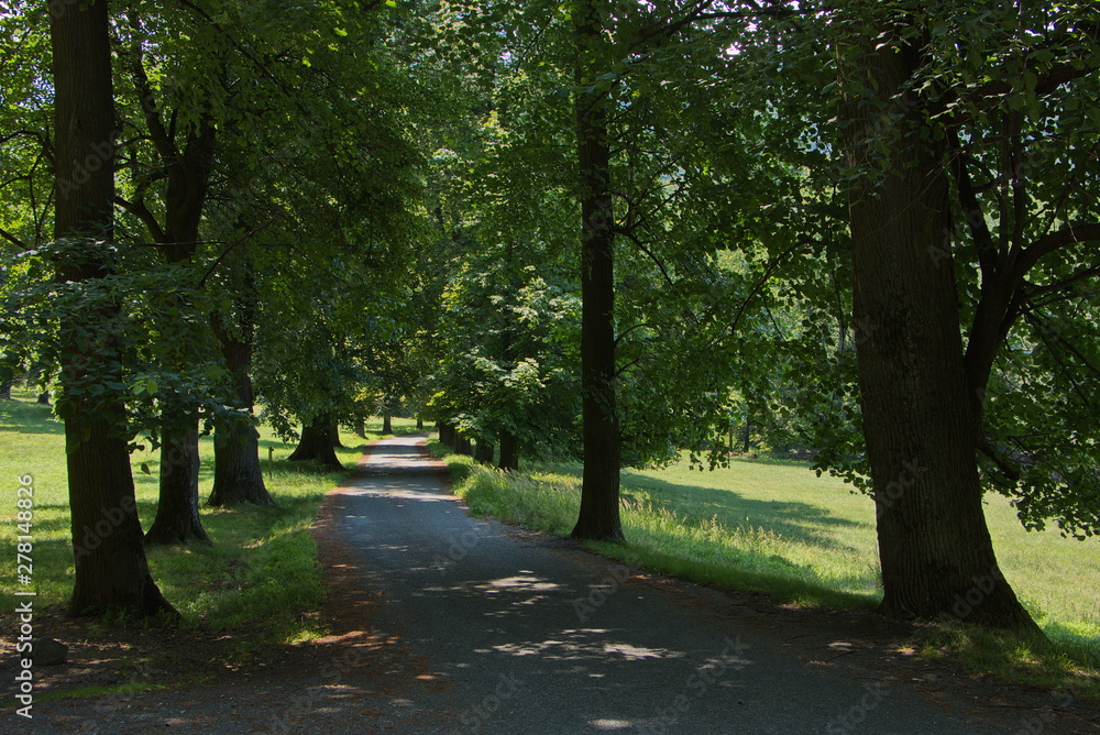 Landscape in the park 