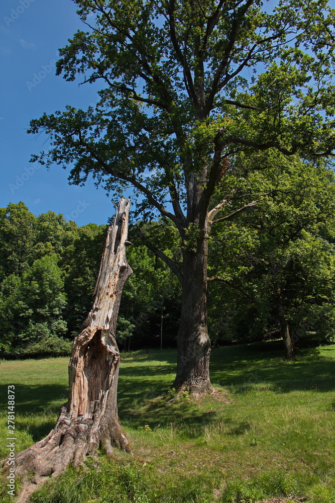 Fototapeta premium Giant oak tree in the park 