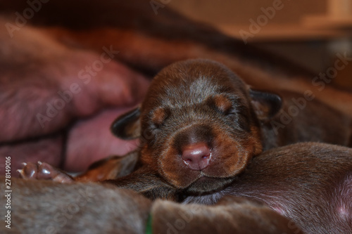Doberman dog best frend puppy © Rona