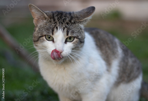 Wallpaper Mural  cat licks its face Torontodigital.ca