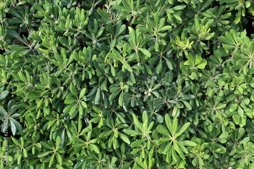 The shrub with evergreen foliage serves as a fence