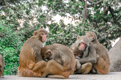 A monkey's family hugging and sleeping. A family of three: mother, father and a kid. Two other monkeys are still awake. Tender family moments. Animals in their natural habitat. Relaxation and chill © Chris