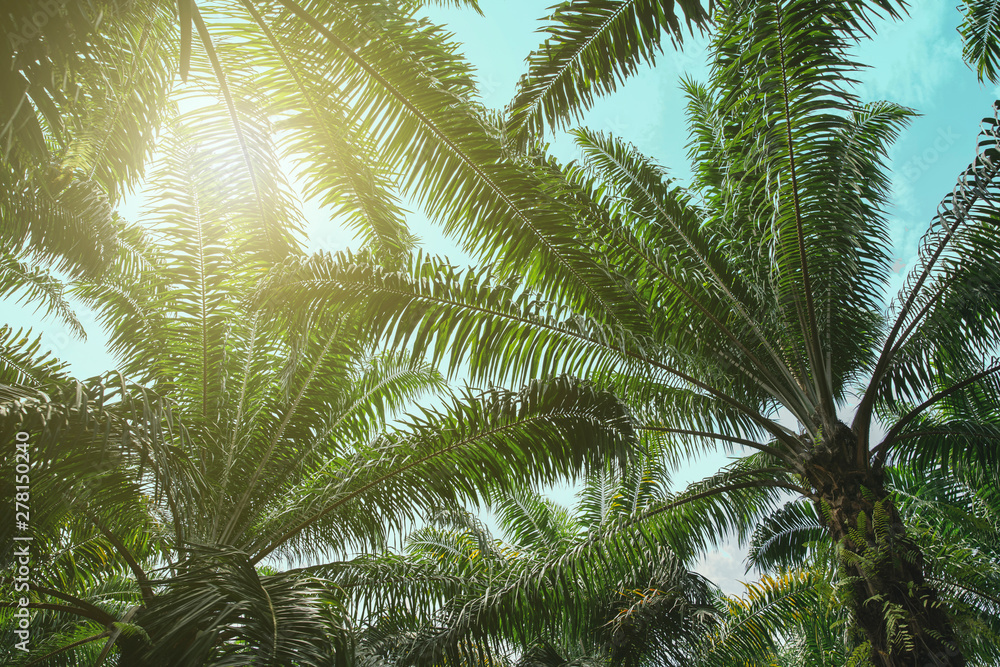 Retro style Coconut Palm tree with blue sky , Palm trees at tropical background , travel summer and vacation holiday concept Retro style Coconut Palm tree with blue sky , Palm trees at tropical background , travel summer and vacation holiday concept