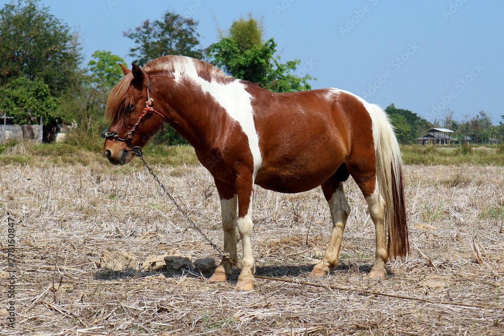 Brown & White Horse Standing in a Field Brown & White Horse Standing in a Field