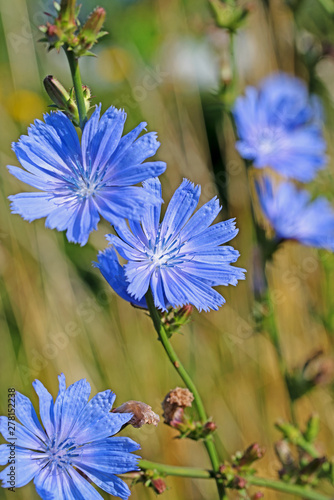 Blühende Wegwarte, Cichorium intybus photo