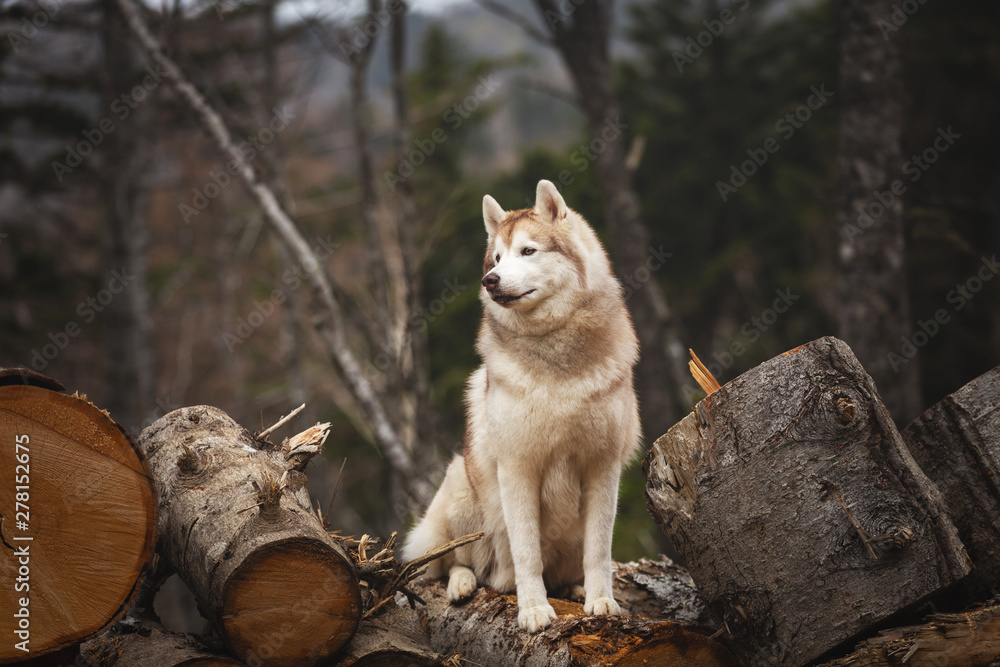 Siberian Husky dog sitting on firewood in the forest. Beautiful dog with beige and white coat.