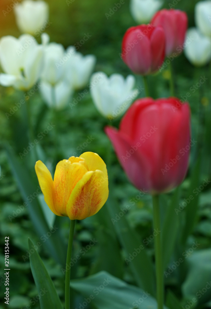 beautiful tulips