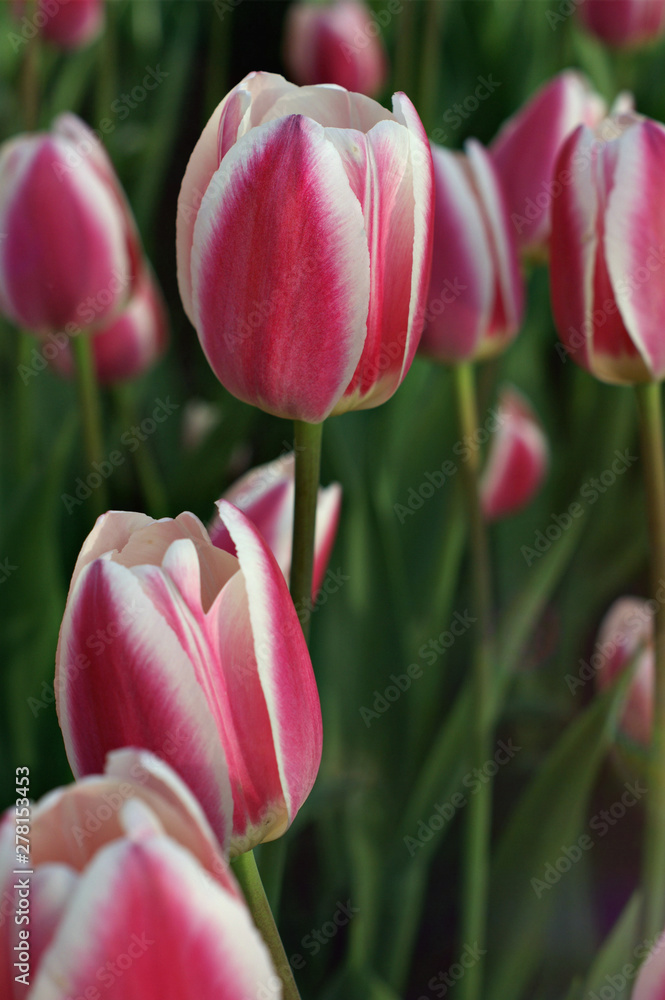 Fototapeta premium tulips in the garden
