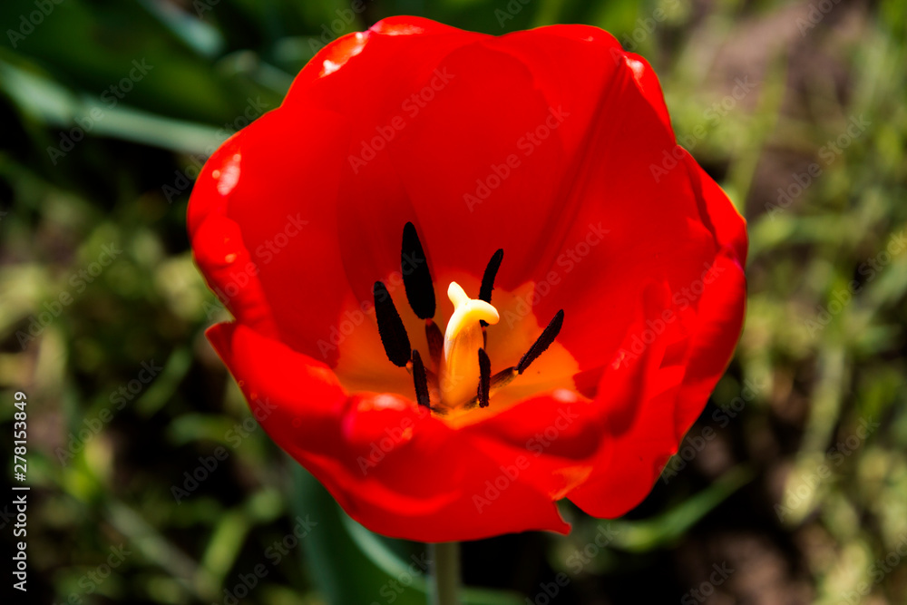 tulip on green background of grass tulip on green background of grass