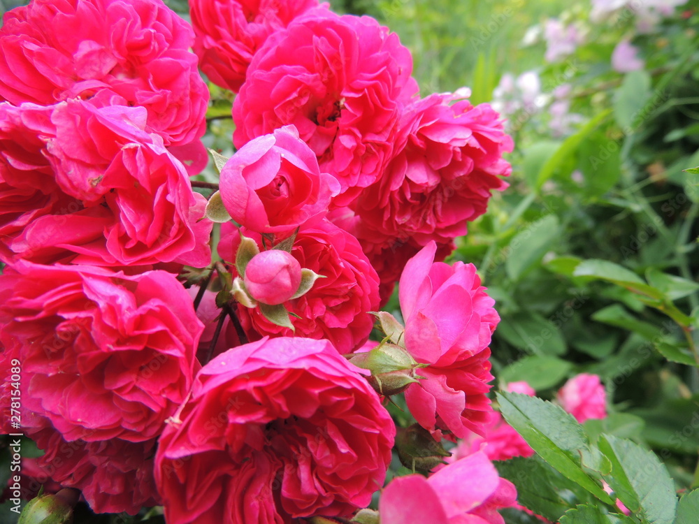 bouquet of flowers