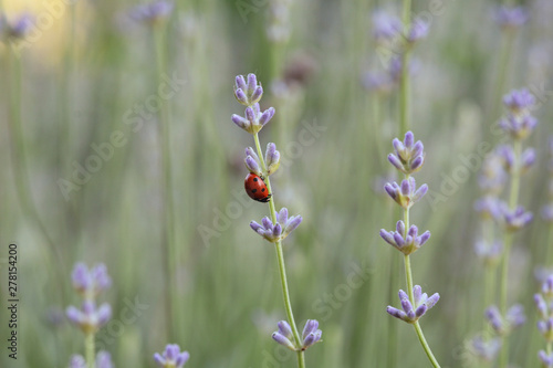 ladybird on a purple flower © Nadzeya Kharuk