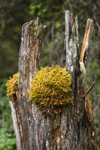 Fototapeta Souche mousseuse