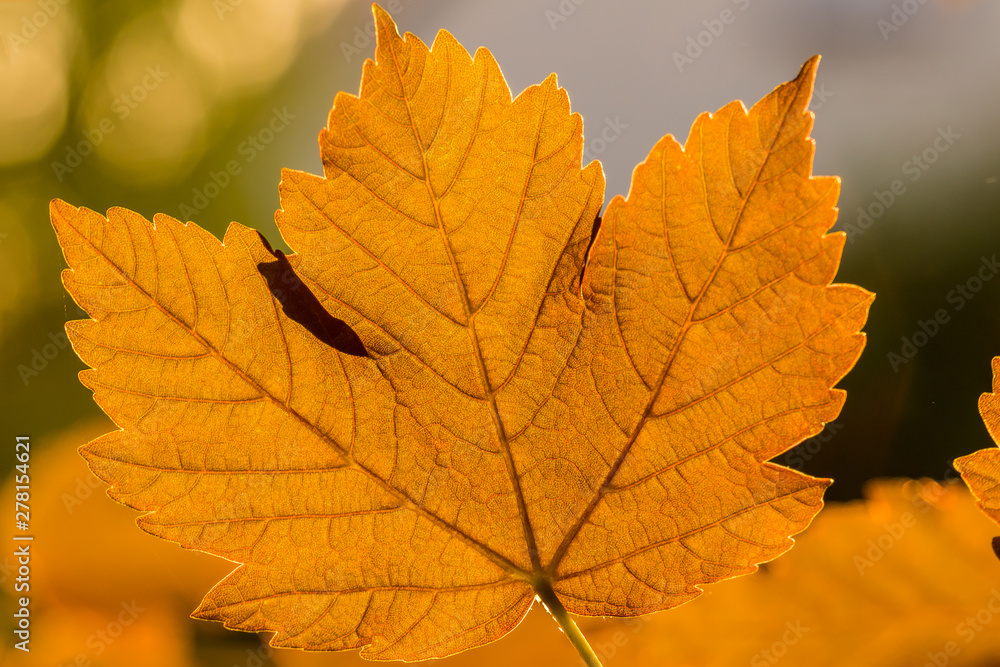 Feuille d'automne Feuille d'automne