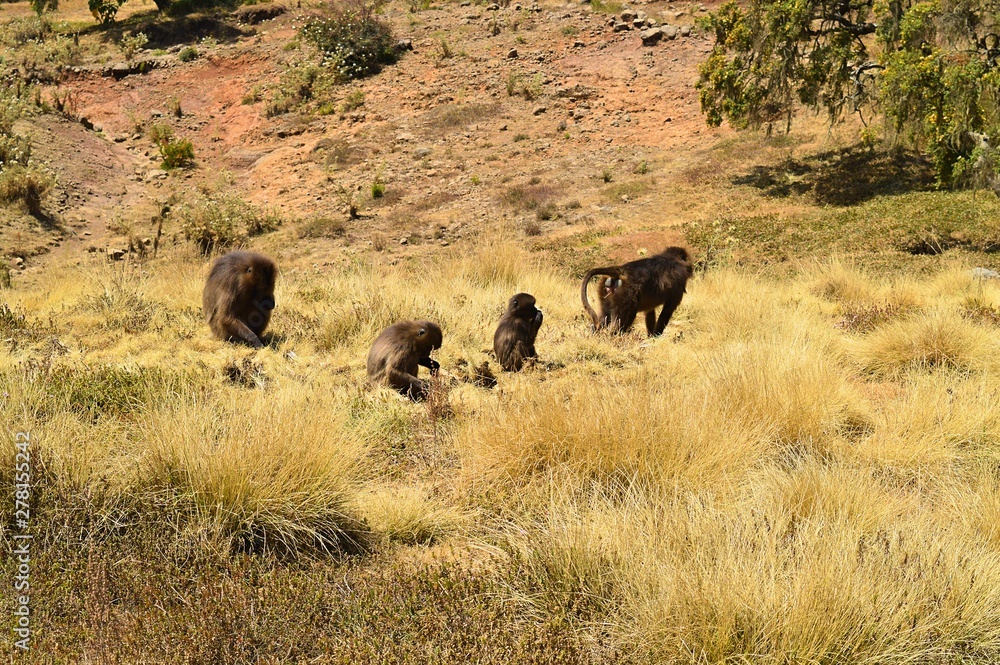 Ethiopia. Gelada is a rare species of Primate. It lives exclusively on the mountain plateaus of Ethiopia, in the mountains of Siemens. Ethiopia. Gelada is a rare species of Primate. It lives exclusively on the mountain plateaus of Ethiopia, in the mountains of Siemens.