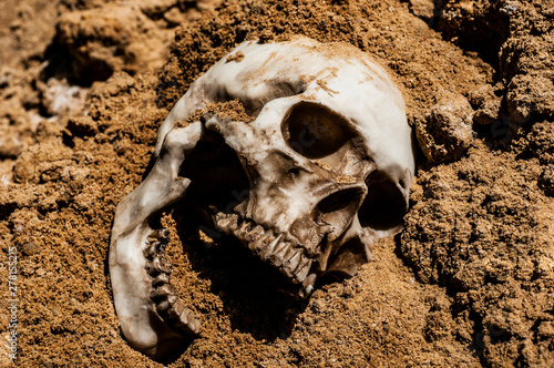 skull in the sand. human skull sprinkled with sand. buried human remains
