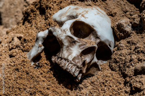 skull in the sand. human skull sprinkled with sand. buried human remains