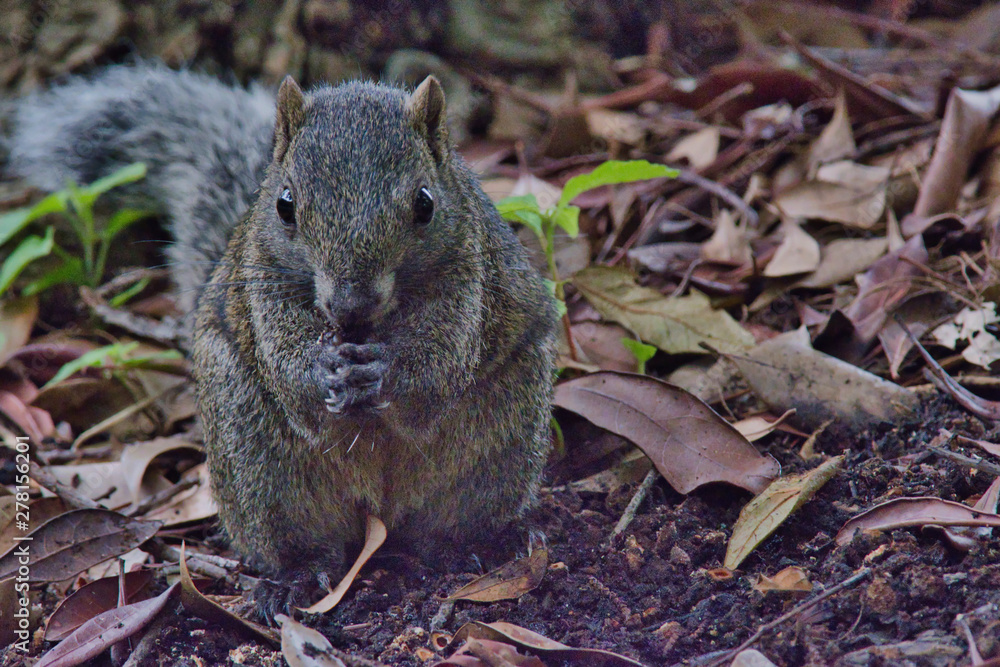 squirrel in forest squirrel in forest