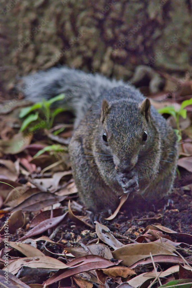 squirrel in forest squirrel in forest