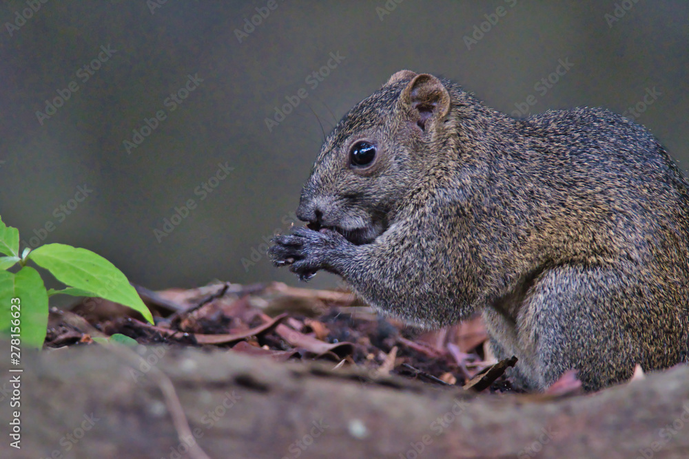 squirrel in forest squirrel in forest