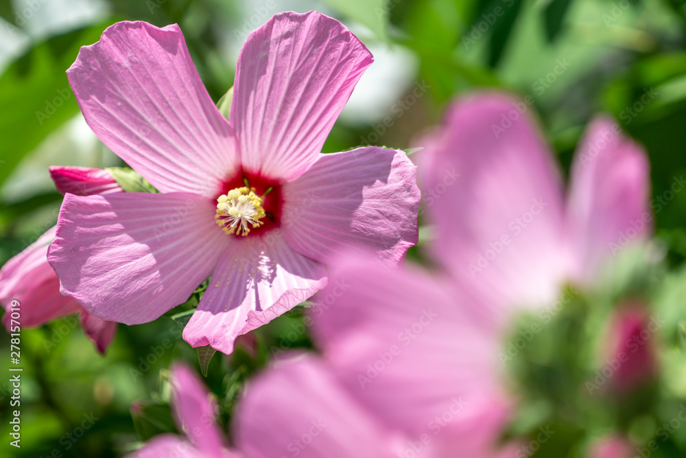 mugunghwa hibiscus syriacus