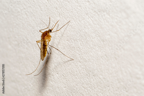 A mosquito with a protruding proboscis sits on a white wall. Text space © Roman