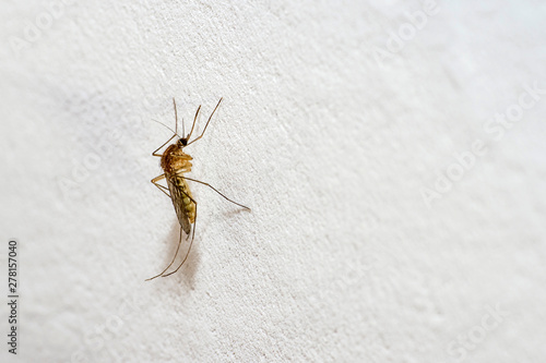 A mosquito with a protruding proboscis sits on a white wall. Text space