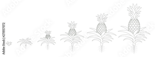 The Growth Cycle of pineapple. Tropical plant with an edible fruit. Ananas phases set. Ananas comosus ripening period. The life stages. Outline contour line flat vector illustration. photo