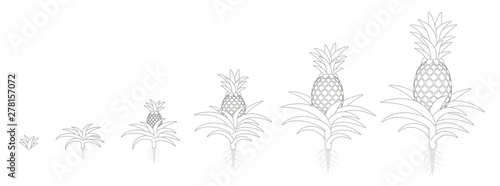 The Growth Cycle of pineapple. Tropical plant with an edible fruit. Ananas phases set. Ananas comosus ripening period. The life stages. Outline contour line flat vector illustration.