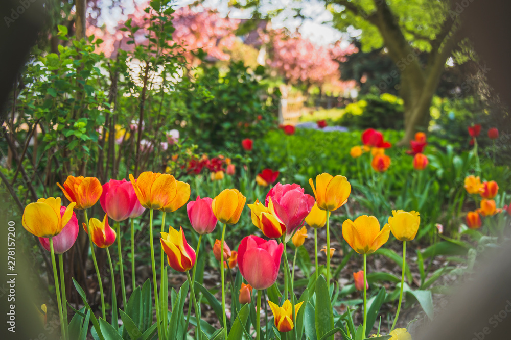 Colorful tulips in enchanted garden - Dream garden Colorful tulips in enchanted garden - Dream garden