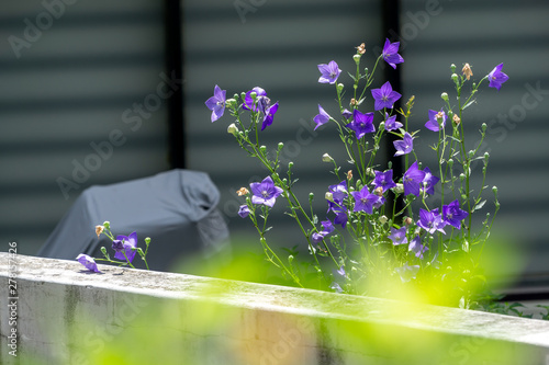 purple platycodon flowers photo