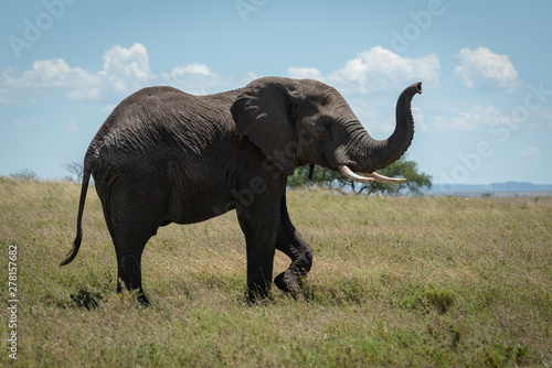 African elephant raises trunk while crossing savannah © Nick Dale
