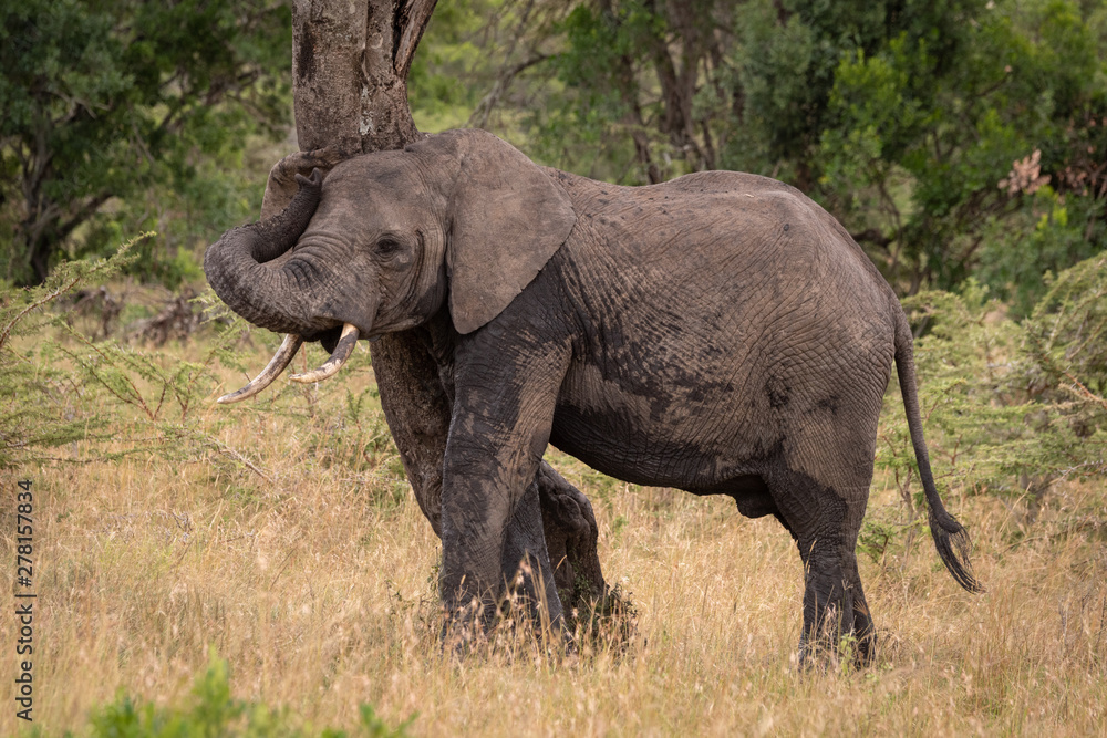 African elephant rubbing itself against twisted tree African elephant rubbing itself against twisted tree