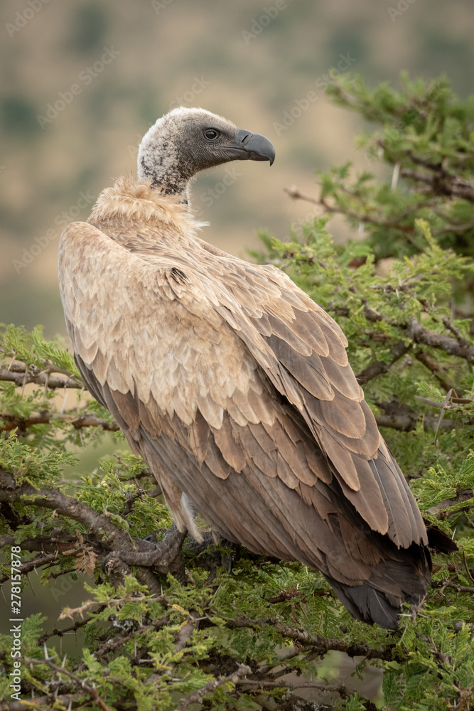 African white-backed vulture in tree turning head African white-backed vulture in tree turning head