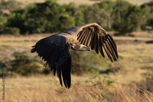 African white-backed vulture flies over long grass © Nick Dale