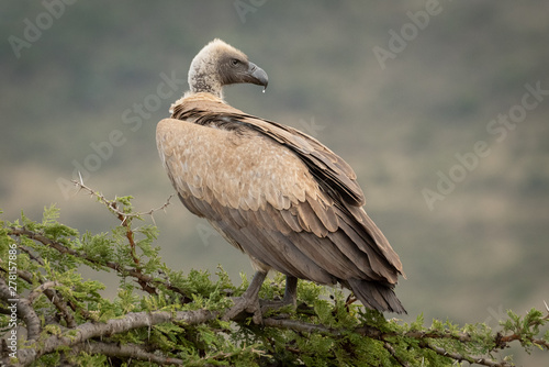 African white-backed vulture on branch looking back